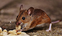 24 Hour & Emergency Exterminators in Bath, MI